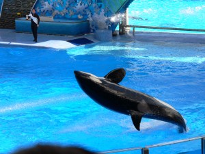 sea world